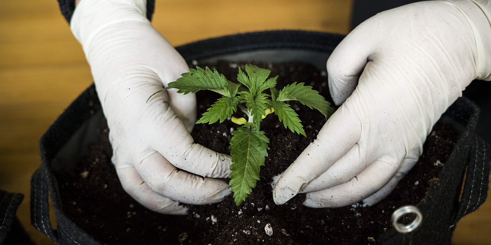 Combien de temps dure le stade de plantule du cannabis ? Combien de temps dure le stade de plantule du cannabis ?