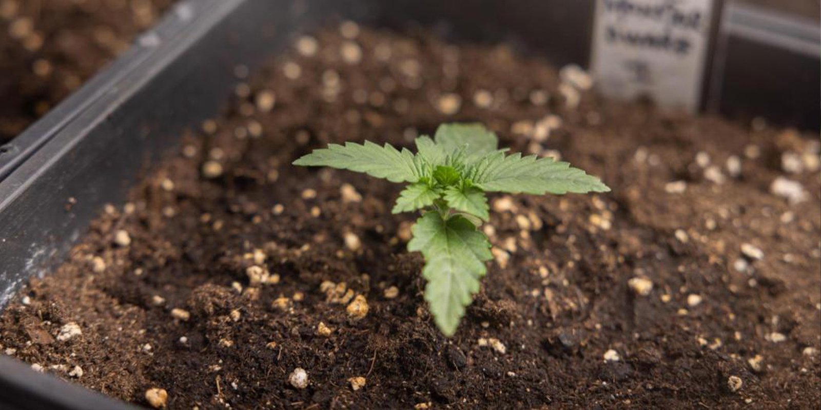 Nutriments pour les plantules de cannabis Nutriments pour les plantules de cannabis