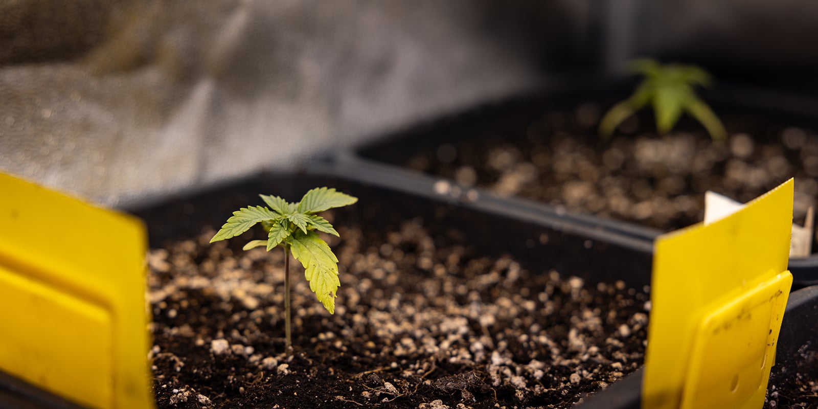 Problèmes potentiels pendant le stade de plantule Problèmes potentiels pendant le stade de plantule