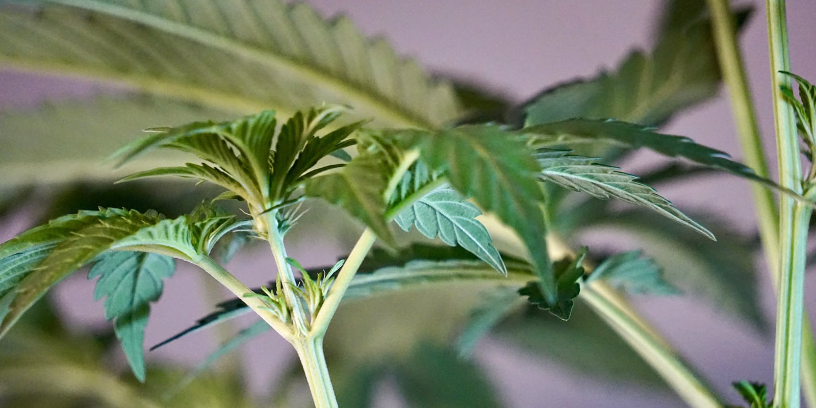 Que se passe-t-il après le stade de plantule ? Que se passe-t-il après le stade de plantule ?