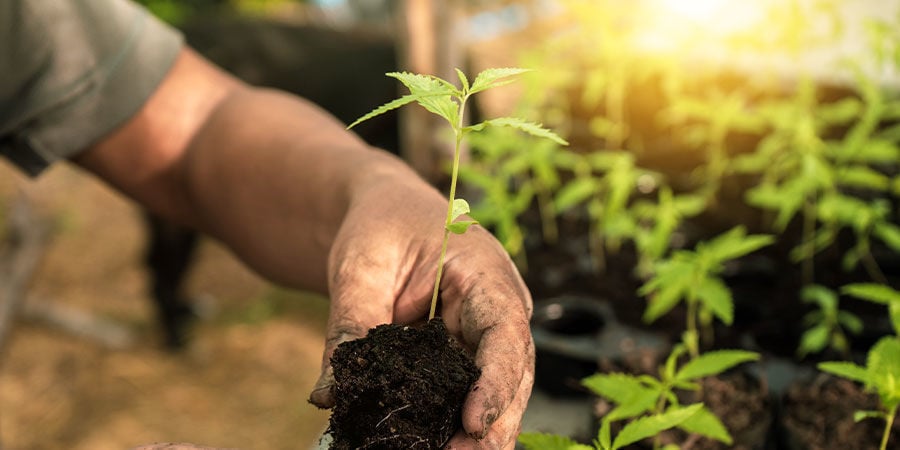 Quand transplanter les semis de cannabis