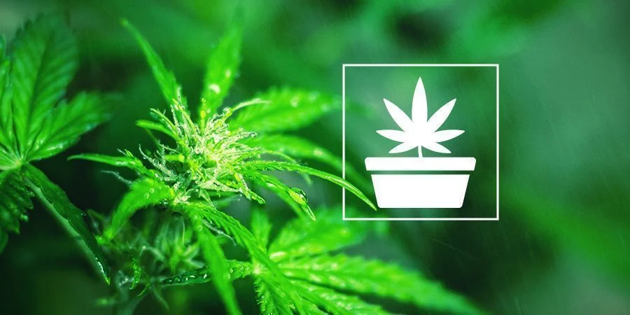 Phase Végétative De La Culture De Cannabis