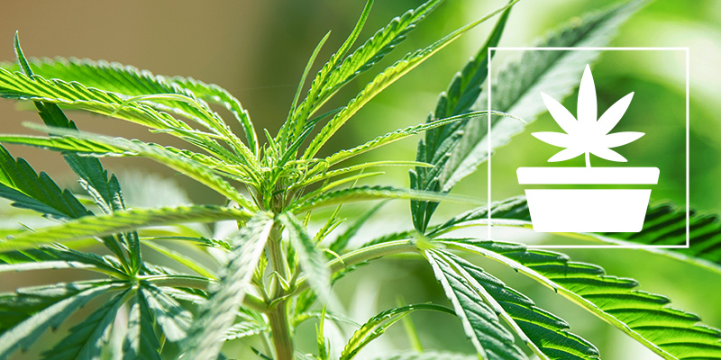 Phase Végétative (Croissance) De La Culture Du Cannabis