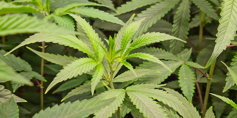 La Phase Végétative : Donnez À Vos Plants Tout Ce Dont Ils Ont Besoin Pour S’Epanouir Solidement