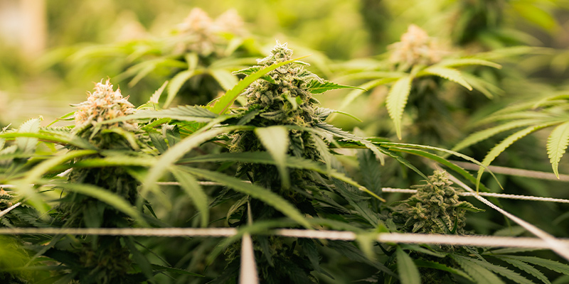 Meilleures Conditions D’Espace De Culture Pour La Phase De Floraison