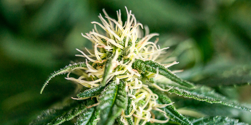 Fin De La Floraison, Ou Maturation