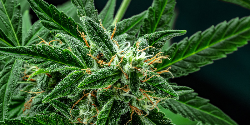 Pic De La Floraison