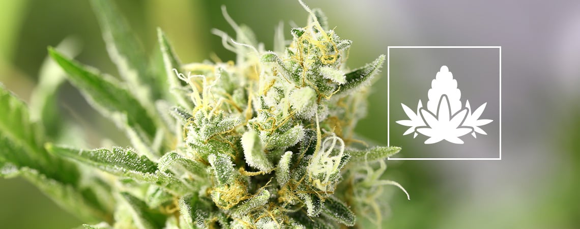 Phase De Floraison De La Culture Du Cannabis