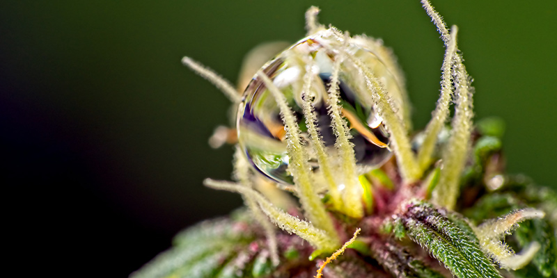 Arrosage Pendant La Phase De Floraison