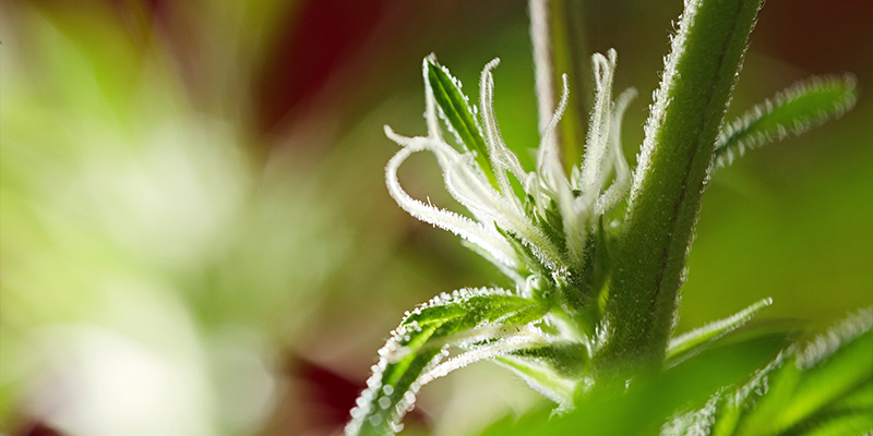 Qu’Est-Ce Que La Phase De Floraison ?