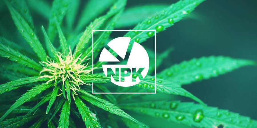 NPK : Le Meilleur Ratio En Nutriments En Culture Du Cannabis
