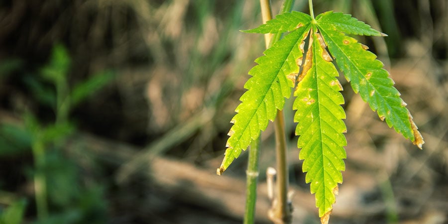 Repérer les Problèmes de Ratio NPK pour le Cannabis