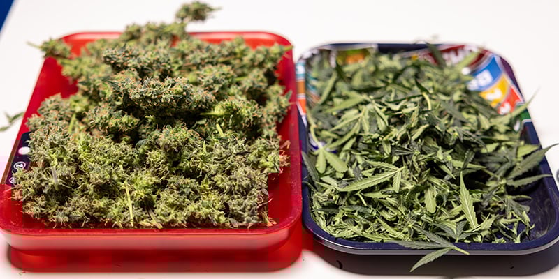 Peut-on utiliser les feuilles de cannabis et les restes de taille ? Peut-on utiliser les feuilles de cannabis et les restes de taille ?