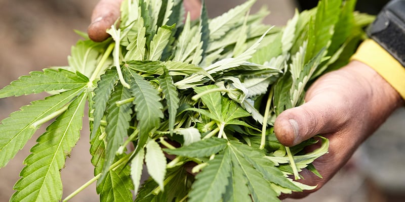 Jardinage et compost Jardinage et compost