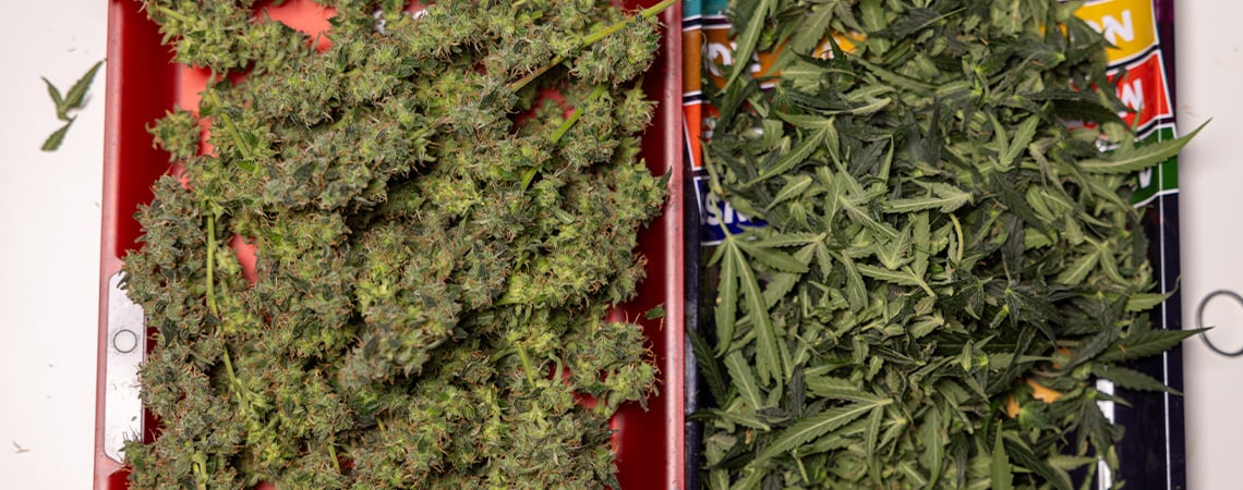 Que faire avec les feuilles et les restes de taille du cannabis ? Que faire avec les feuilles et les restes de taille du cannabis ?