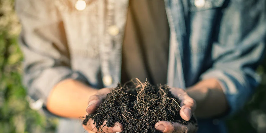 Utiliser les feuilles de cannabis comme compost