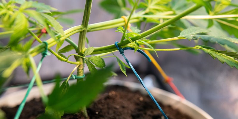 Envisagez Les Techniques LST Ou ScrOG