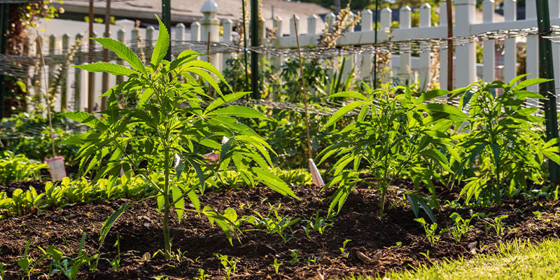 Pourquoi est-il important de camoufler votre jardin extérieur de cannabis ?