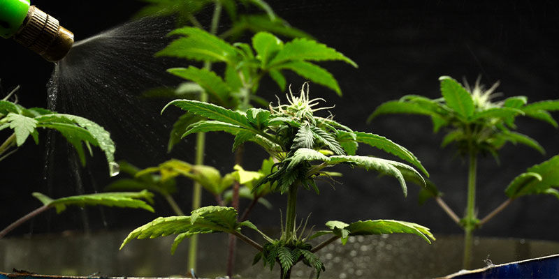 Comment Utiliser L’Huile De Neem Pour Les Plants De Cannabis En Intérieur