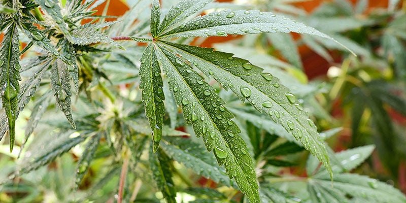 Comment Utiliser L’Huile De Neem Pour Les Plants De Cannabis En Extérieur