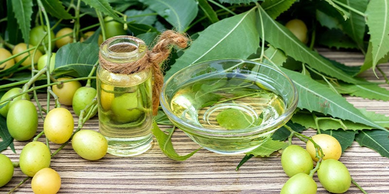 L’Huile De Neem Est-Elle Sans Danger Pour Les Plants De Cannabis ?
