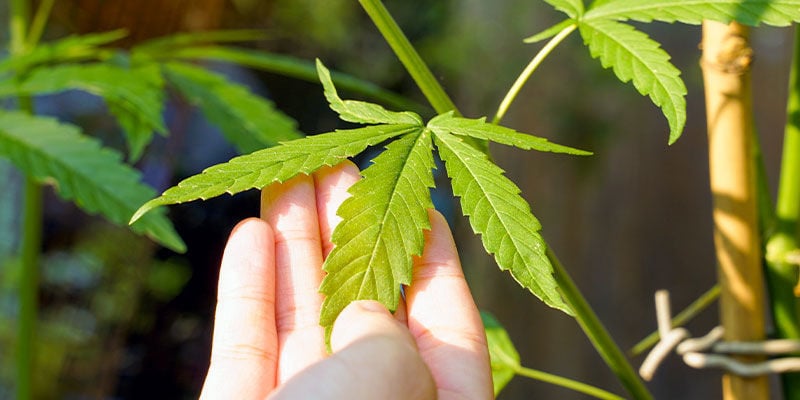 Des Conseils Pour Utiliser L’Huile De Neem Sur Les Plants De Cannabis