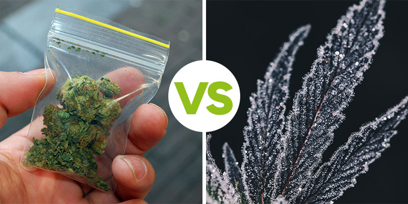 Conservation du cannabis à court terme vs long terme