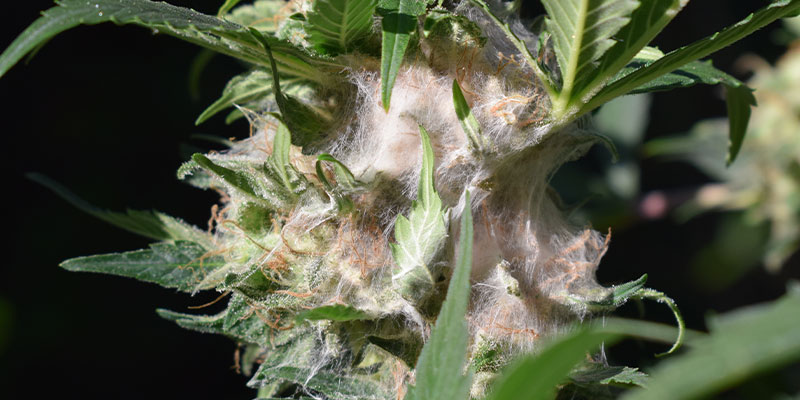 Que se passe-t-il si vous conservez votre herbe de la mauvaise manière ?