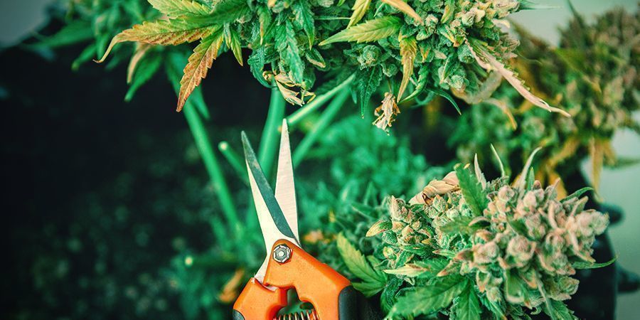 ÉTAPE 1 : COUPER LES PLANTS