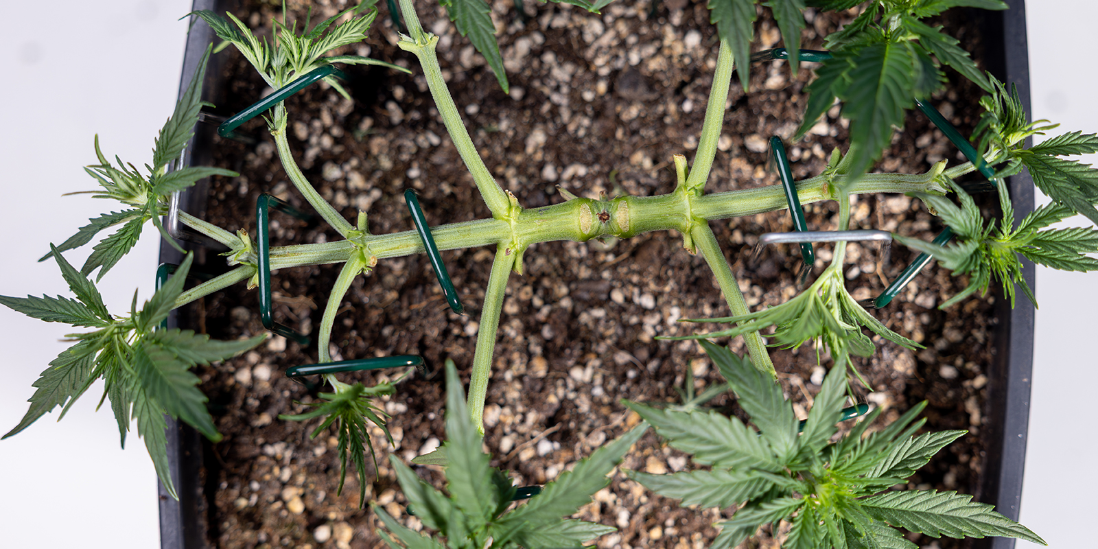 Étape 4 : Attacher les nouvelles branches principales