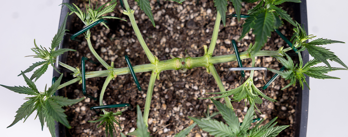 Comment mainliner le cannabis : Guide complet du manifolding