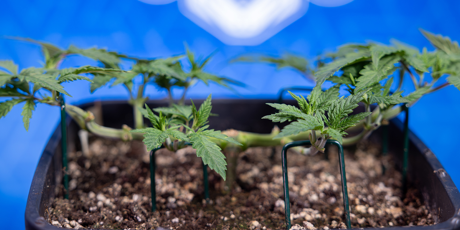 Étape 5 : Répéter la taille pour obtenir 8 têtes principales