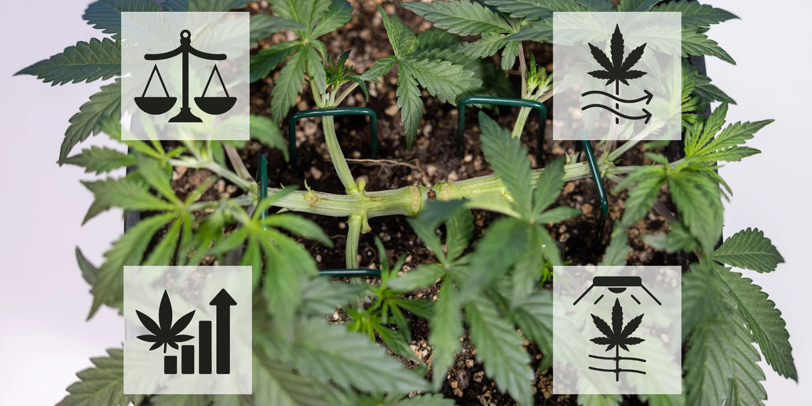 Les avantages du mainlining