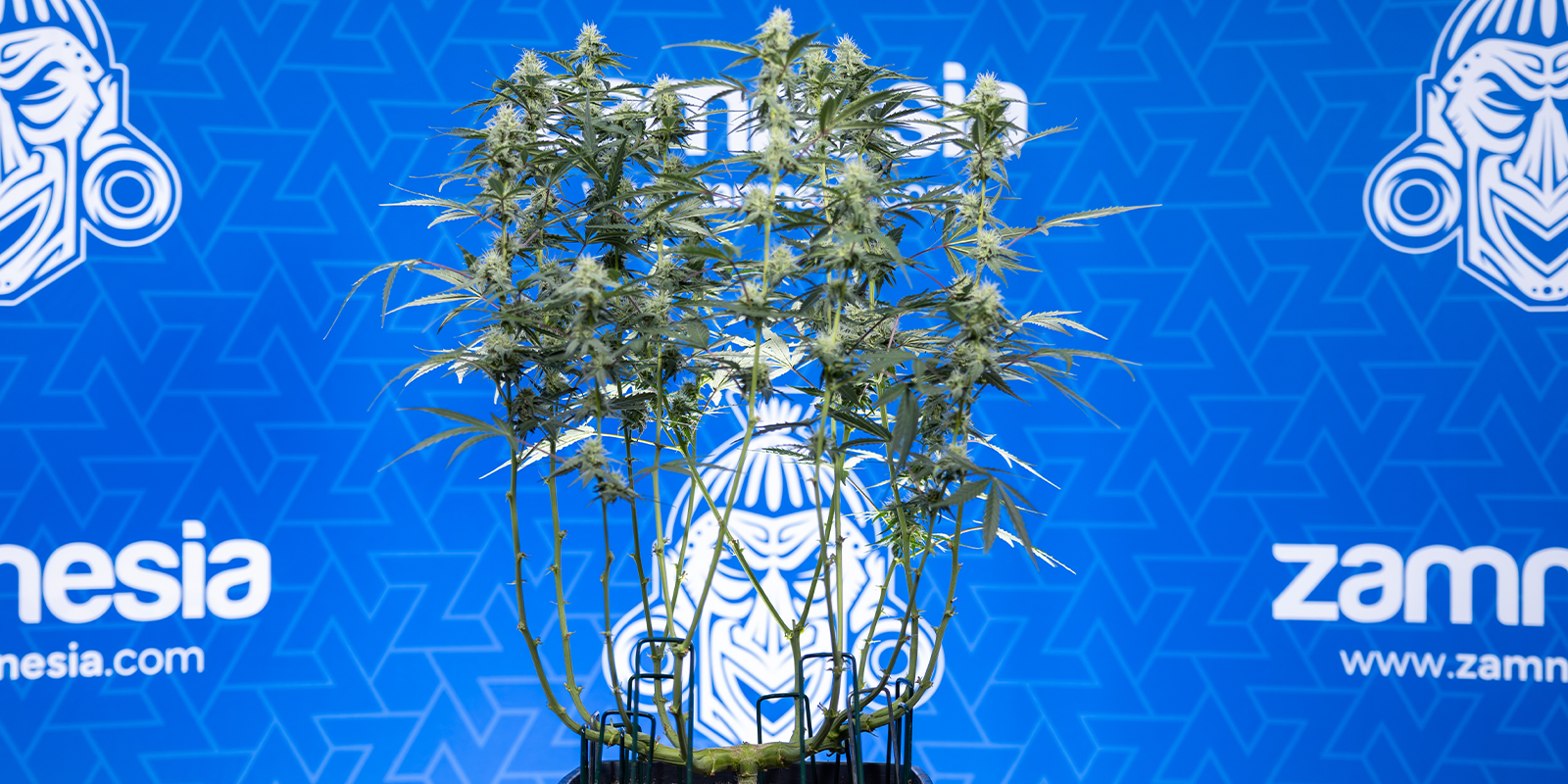 Des têtes plus grosses grâce au mainlining