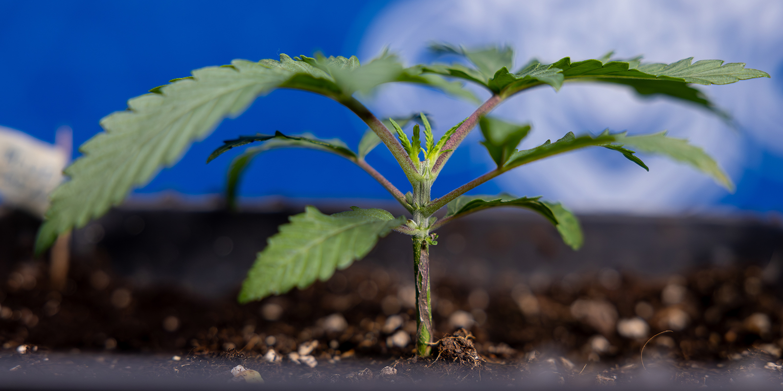 Étape 1 : Laisser le plant développer 5 à 6 entre-nœuds