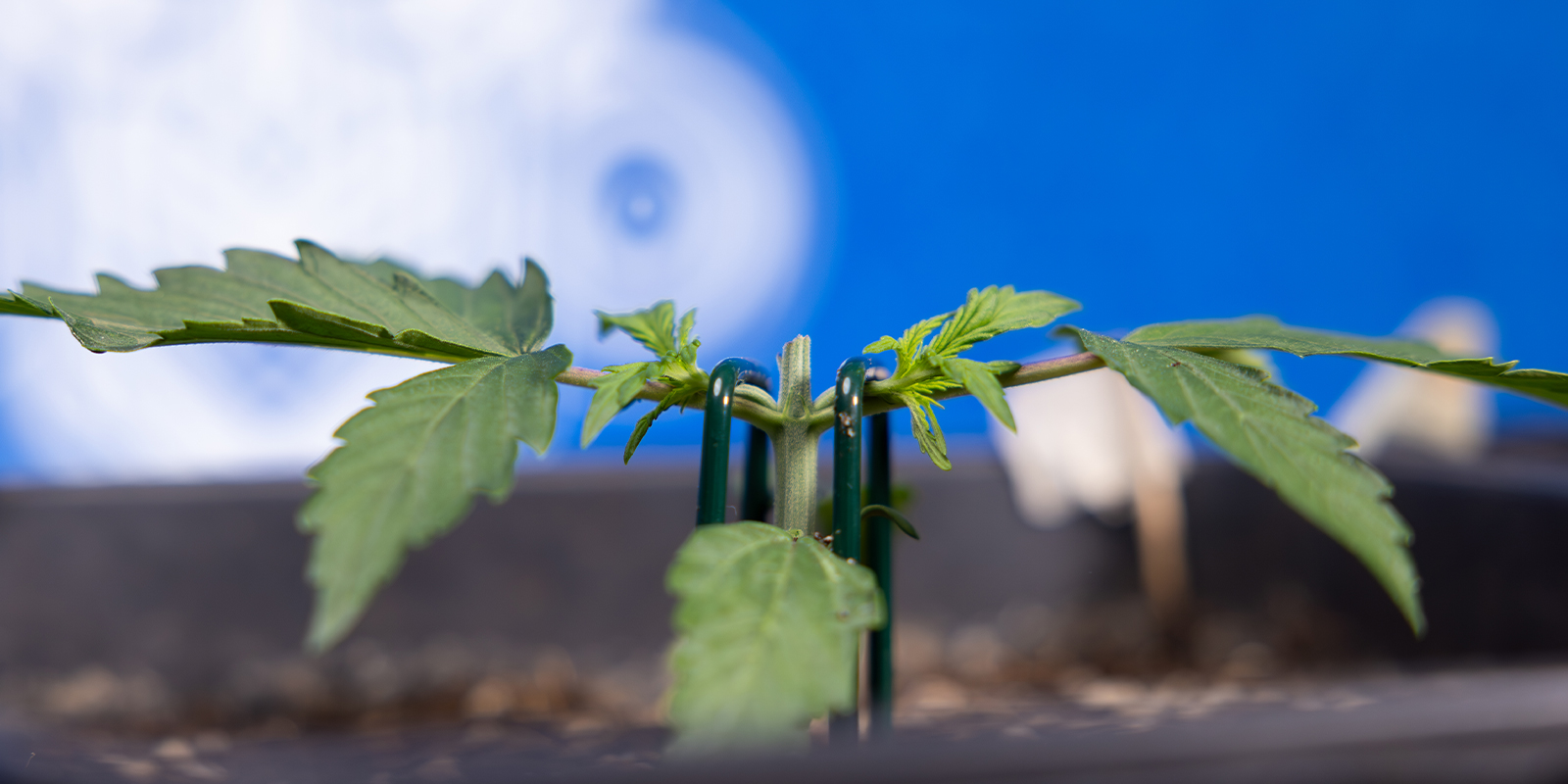 Étape 2 : Tailler au 3ᵉ nœud (création du manifold)