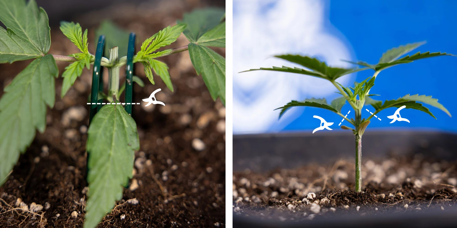 Étape 3 : Éliminer la croissance inférieure