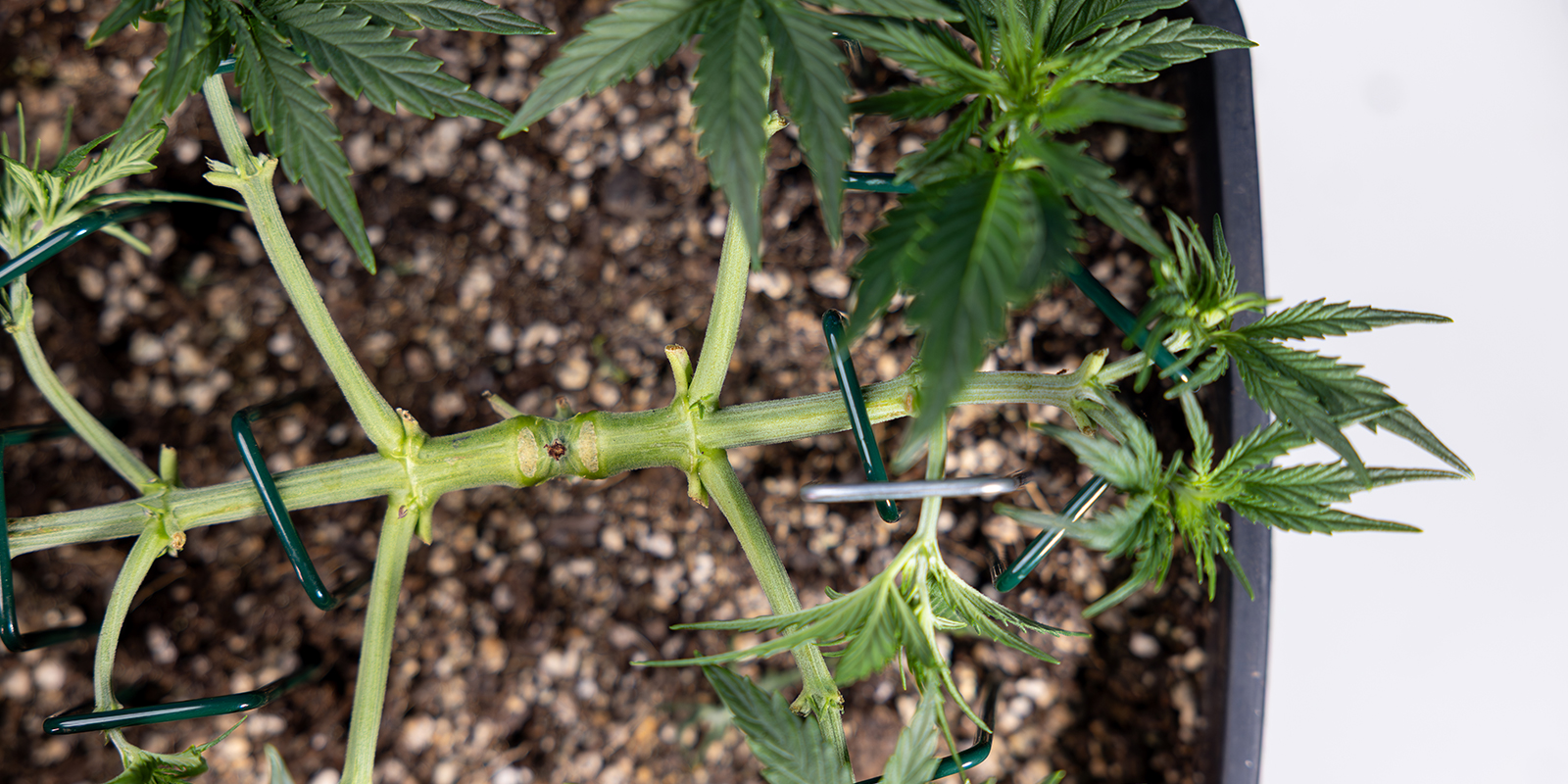 Qu’est-ce que le mainlining (ou manifolding) ?