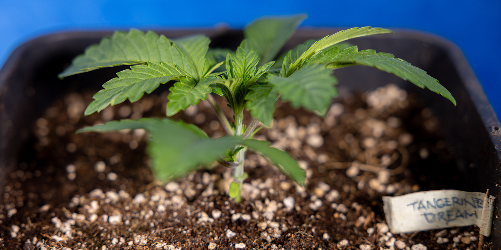 Quand commencer le mainlining du cannabis ?