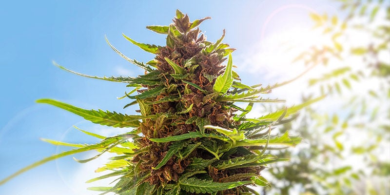 Pourquoi cultiver du cannabis dans votre jardin ?