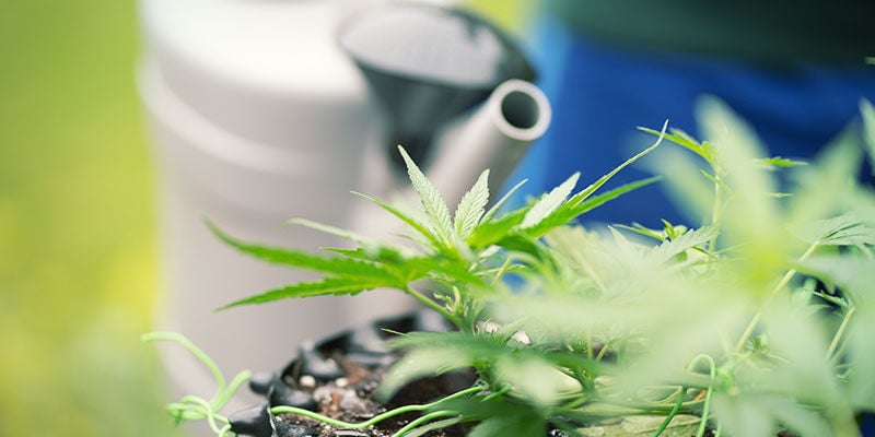 Comment rincer les plants de cannabis