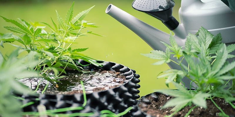 Pourquoi rincer les plants de cannabis ?