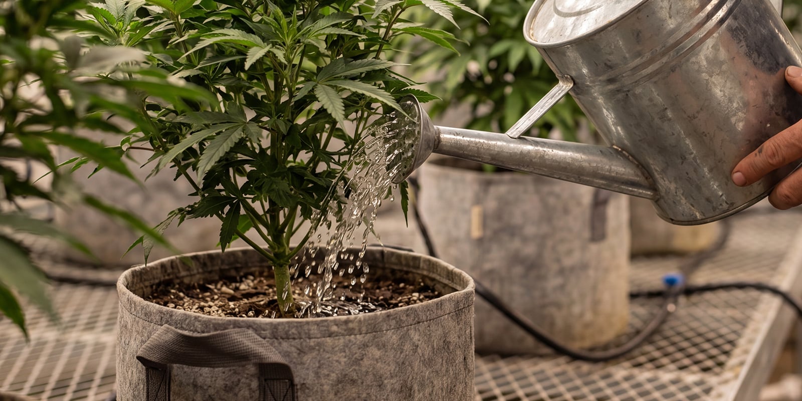 Erreurs courantes lors du rinçage du cannabis Erreurs courantes lors du rinçage du cannabis