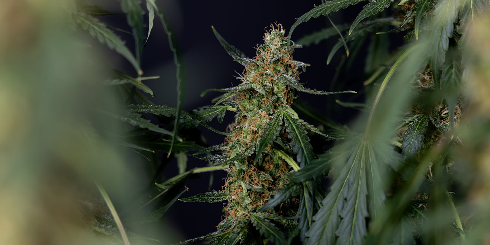 Verdict final : faut-il rincer le cannabis ? Verdict final : faut-il rincer le cannabis ?