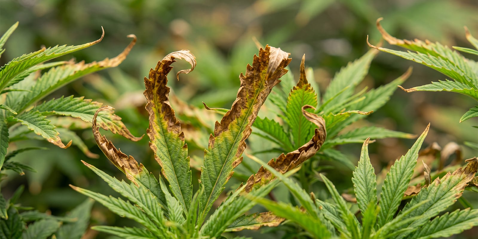 Rinçage du cannabis en cas de surengraissage Rinçage du cannabis en cas de surengraissage