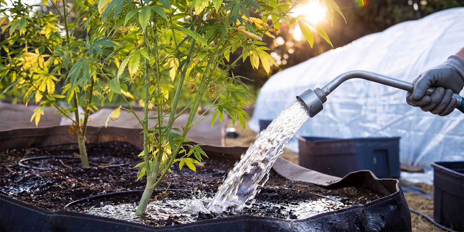 Qu&rsquo;est-ce que le rin&ccedil;age du cannabis ?