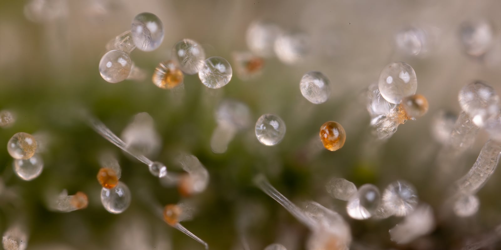 Quand rincer les plants de cannabis Quand rincer les plants de cannabis