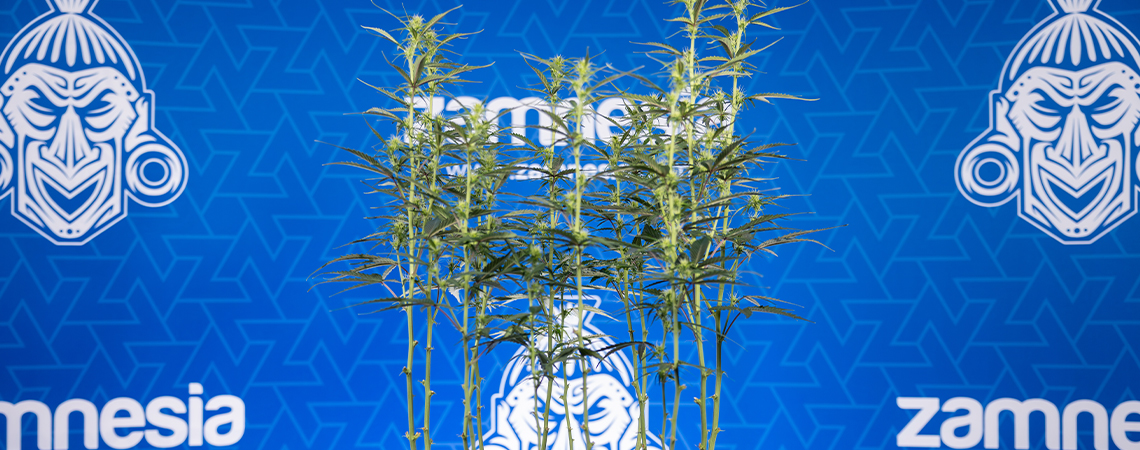 Défoliation du cannabis : tout ce que vous devez savoir