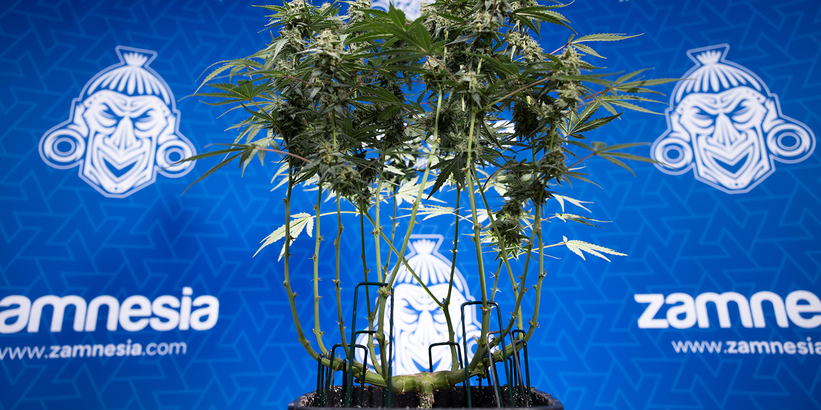 Défoliation des autofloraisons : précautions particulières