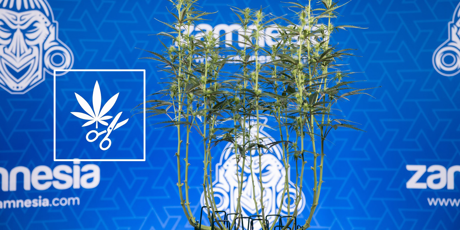 Comment défolier vos plants de cannabis (étape par étape)